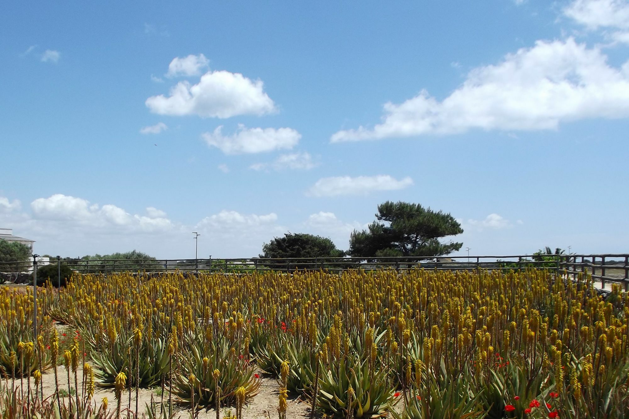 파뷔냐나도 Il Giardino Delle Aloe 게스트하우스 외부 사진
